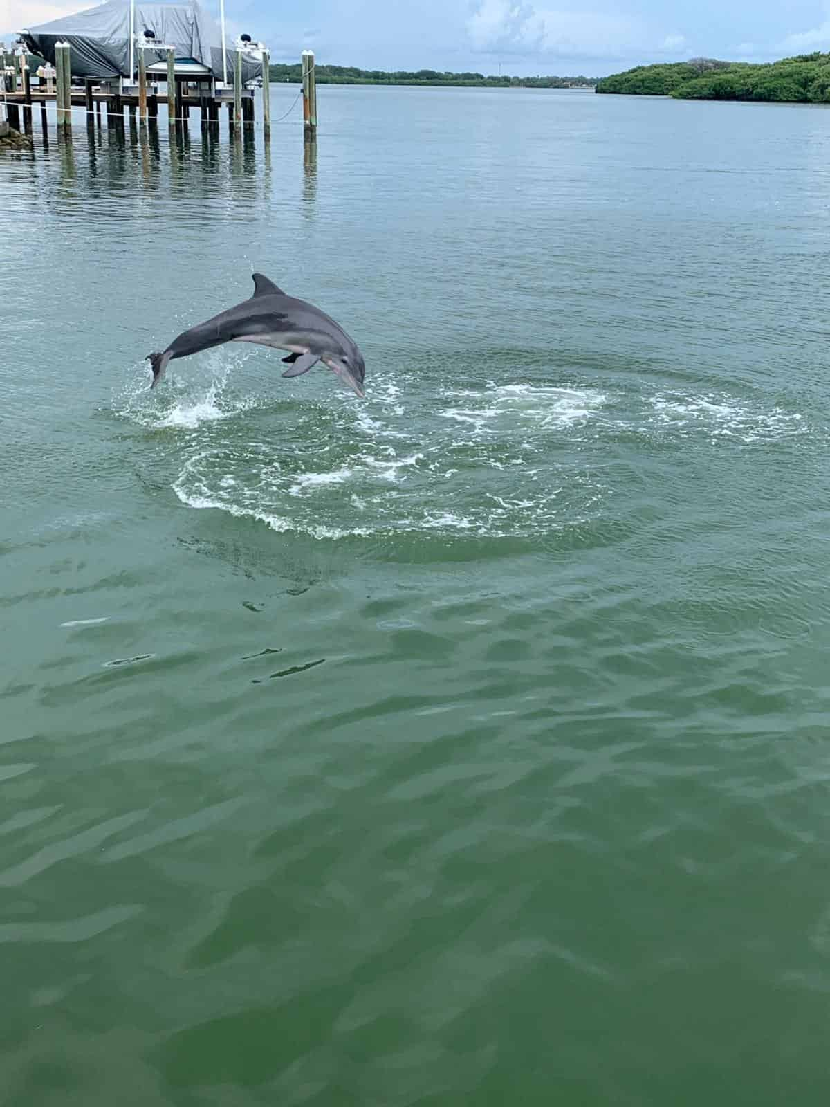 tampa dolphin tours