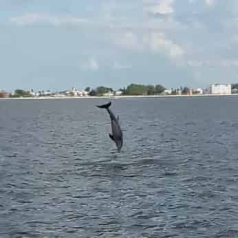 Tampa-Bay-Dolphin-Tour-Aboard-the-Dolphin-Quest