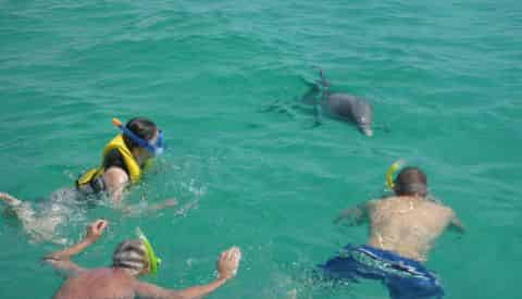4 Hour Shell Island Dolphin Swim Experience