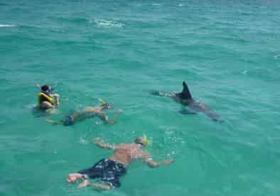 4 Hour Shell Island Dolphin Swim Experience