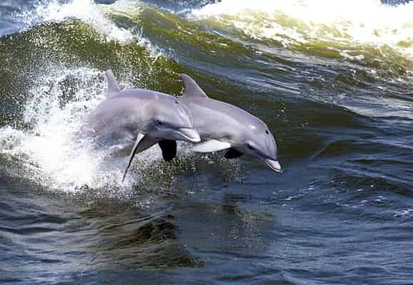 Hilton-Head-Dolphin-Cruise