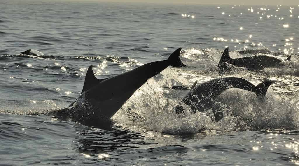 Hilton-Head-Sunset-Dolphin-Cruise