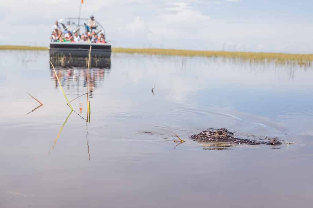 Everglades-Airboat-Ride-and-Animal-Exhibits