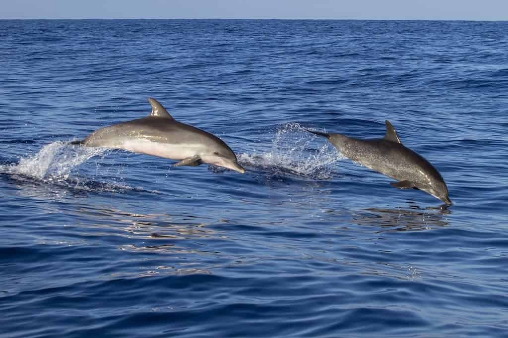 Private-Dolphin-Tour-and-Fishing-Adventure-up-to-6-guests