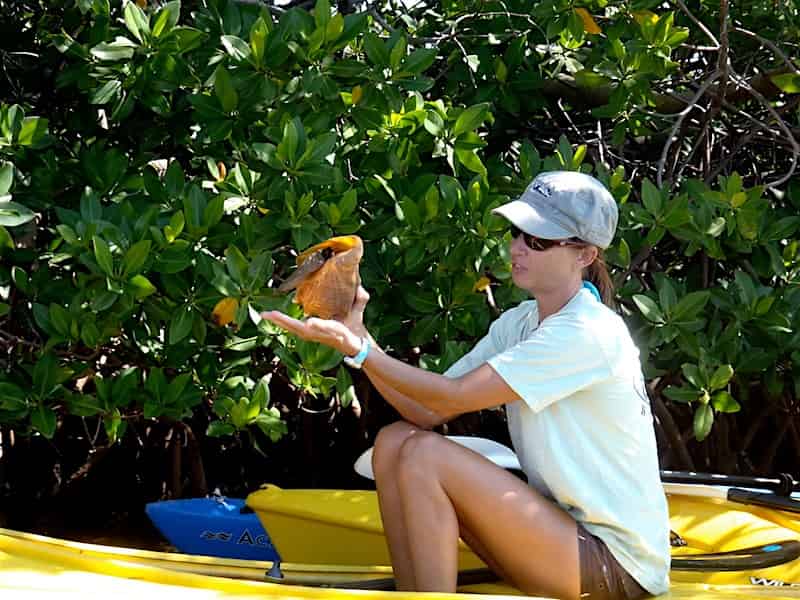 Key West Kayak EcoTour TripShock!
