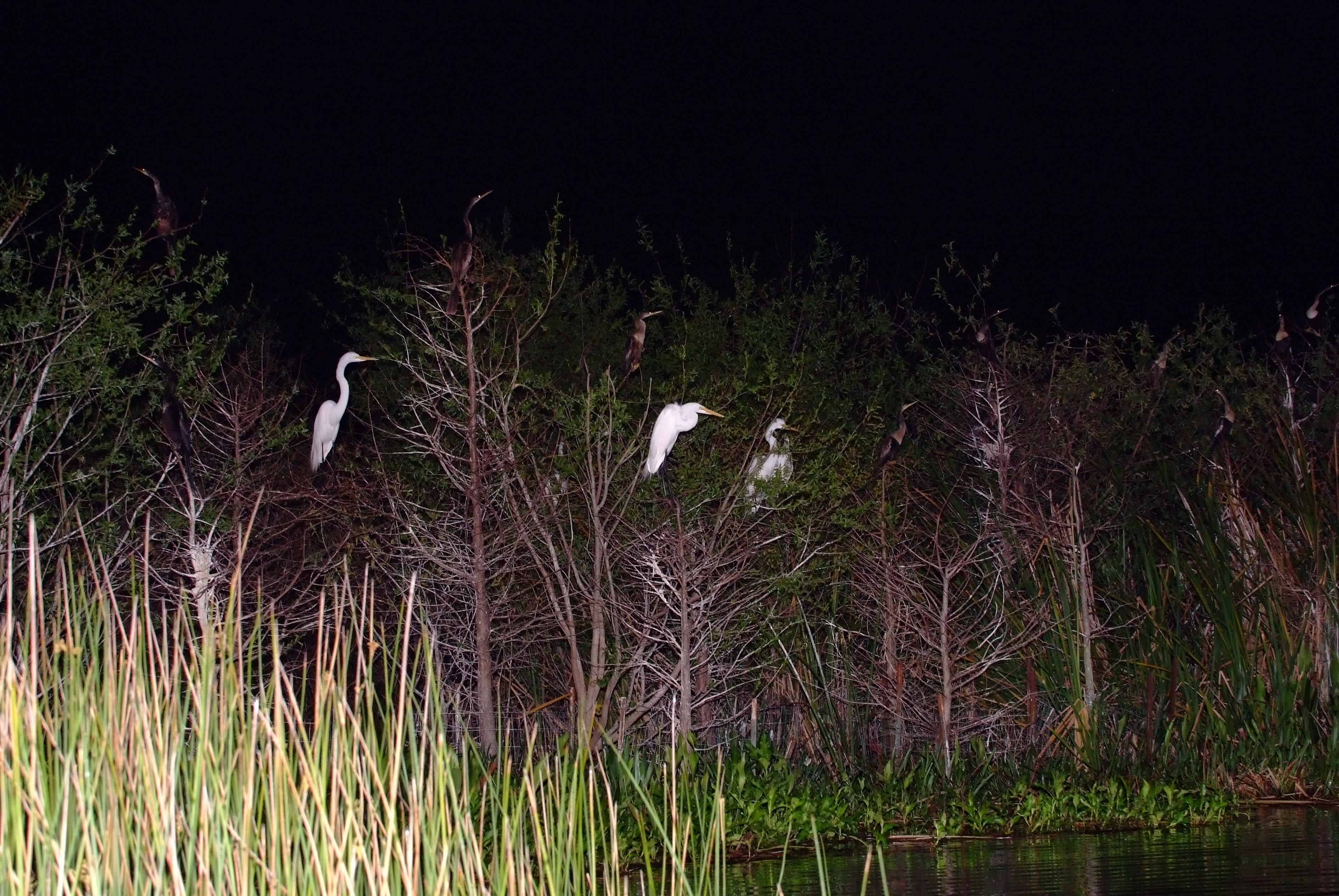 Everglades-Airboat-Night-Tour