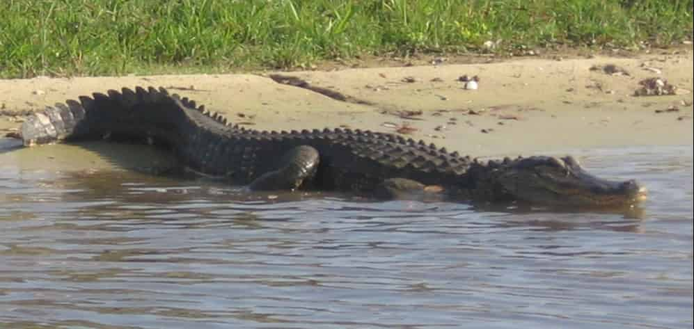 1-Hour-Private-Airboat-Tour