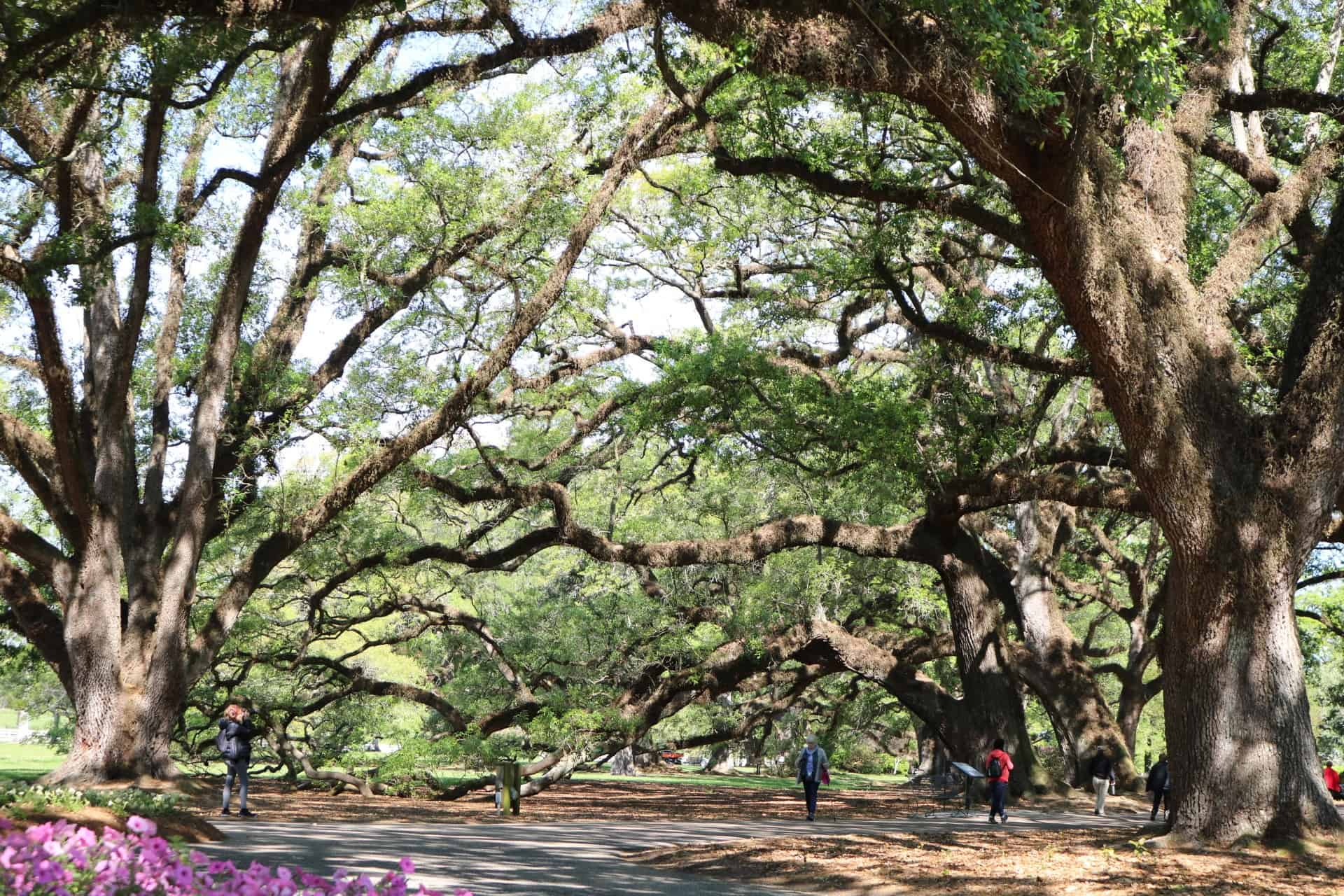 Oak-Alley-Plantation-Tour-with-Transportation