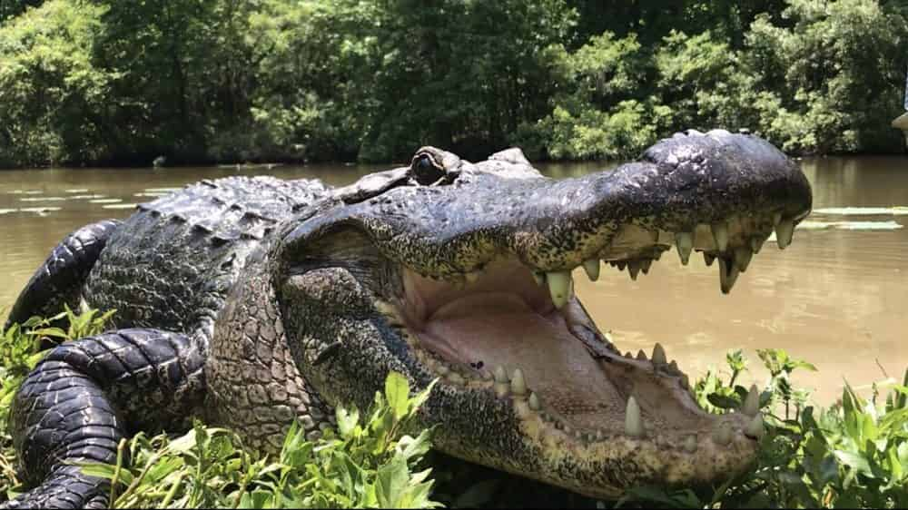 Small-Airboat-Tour