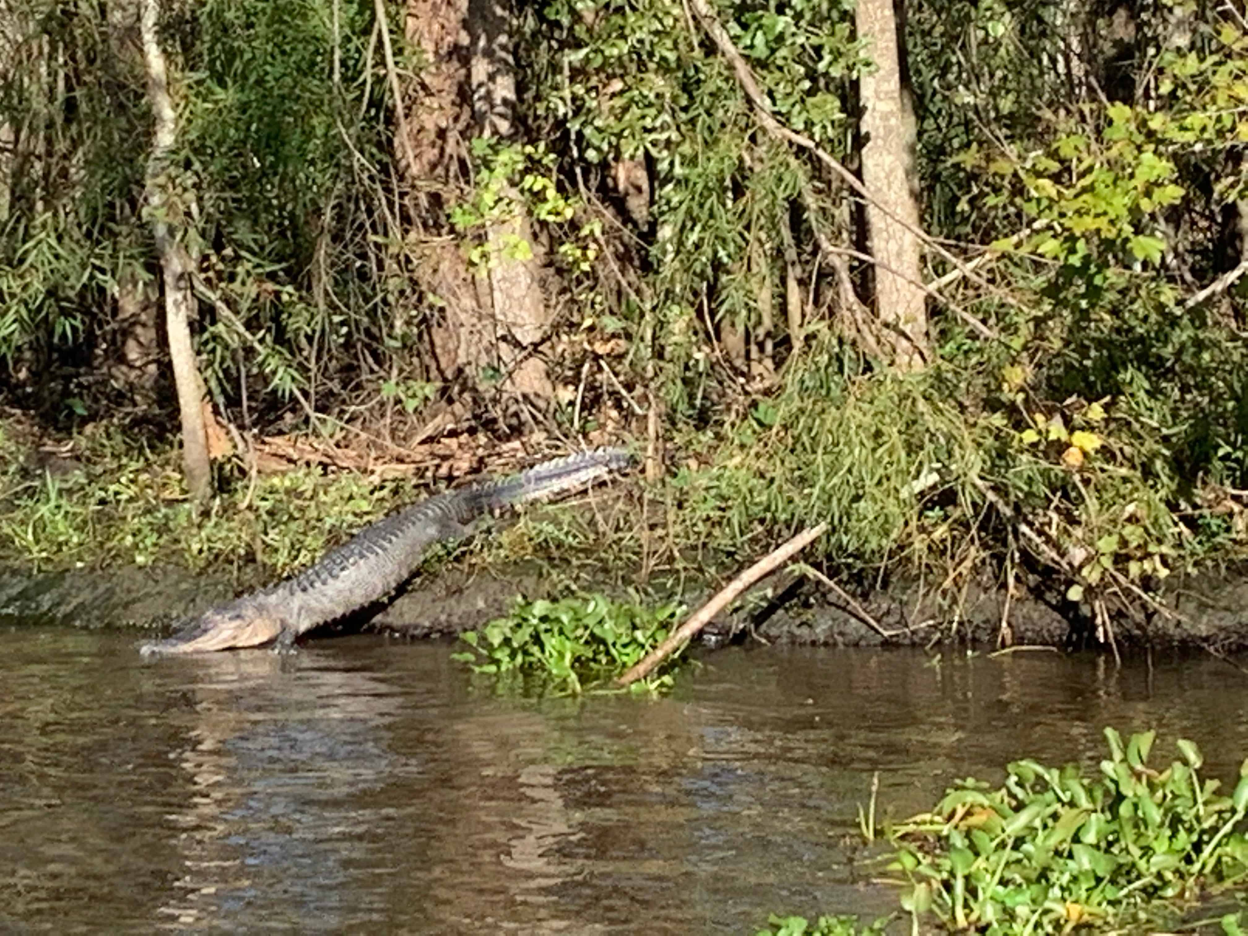 Large-Airboat-Tour