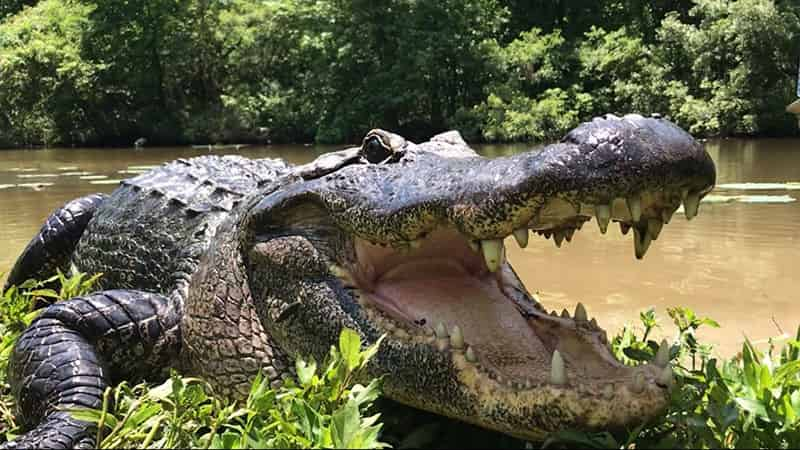 Large-Airboat-Tour