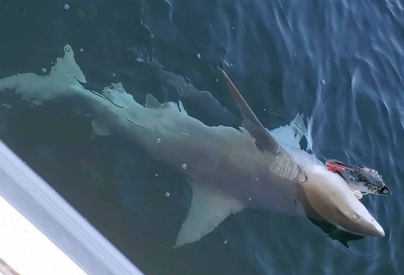 Destin Shark Fishing Adventure TripShock!