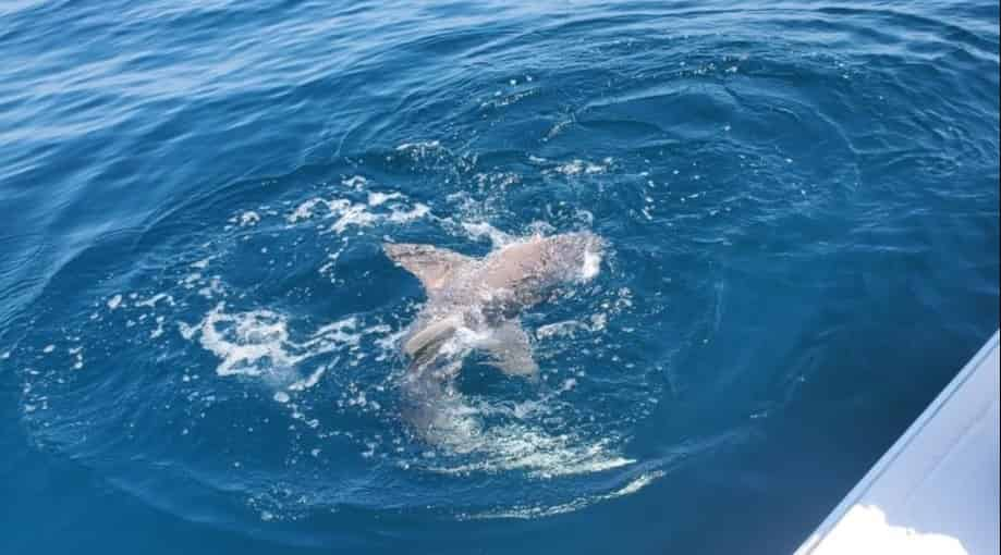 Thrilling Daytime Shark Fishing Adventure: Book Tours & Activities at