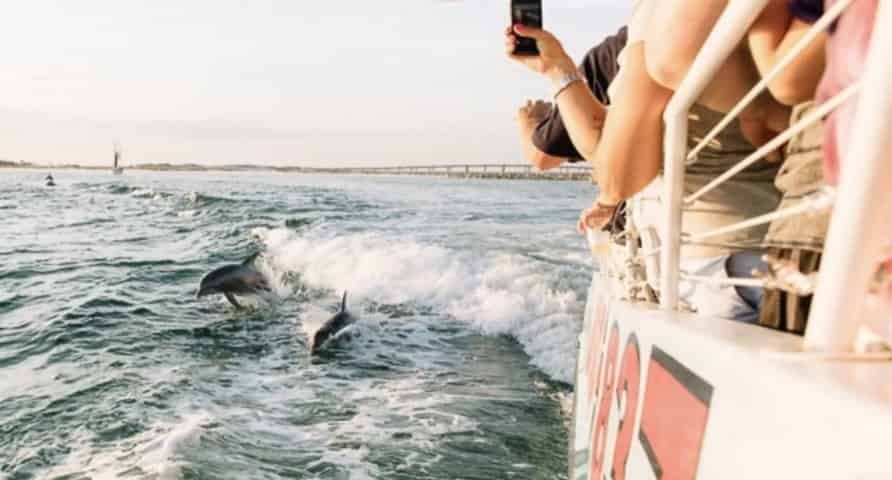 SeaQuest-Sunset-Dolphin-Sightseeing-Tour