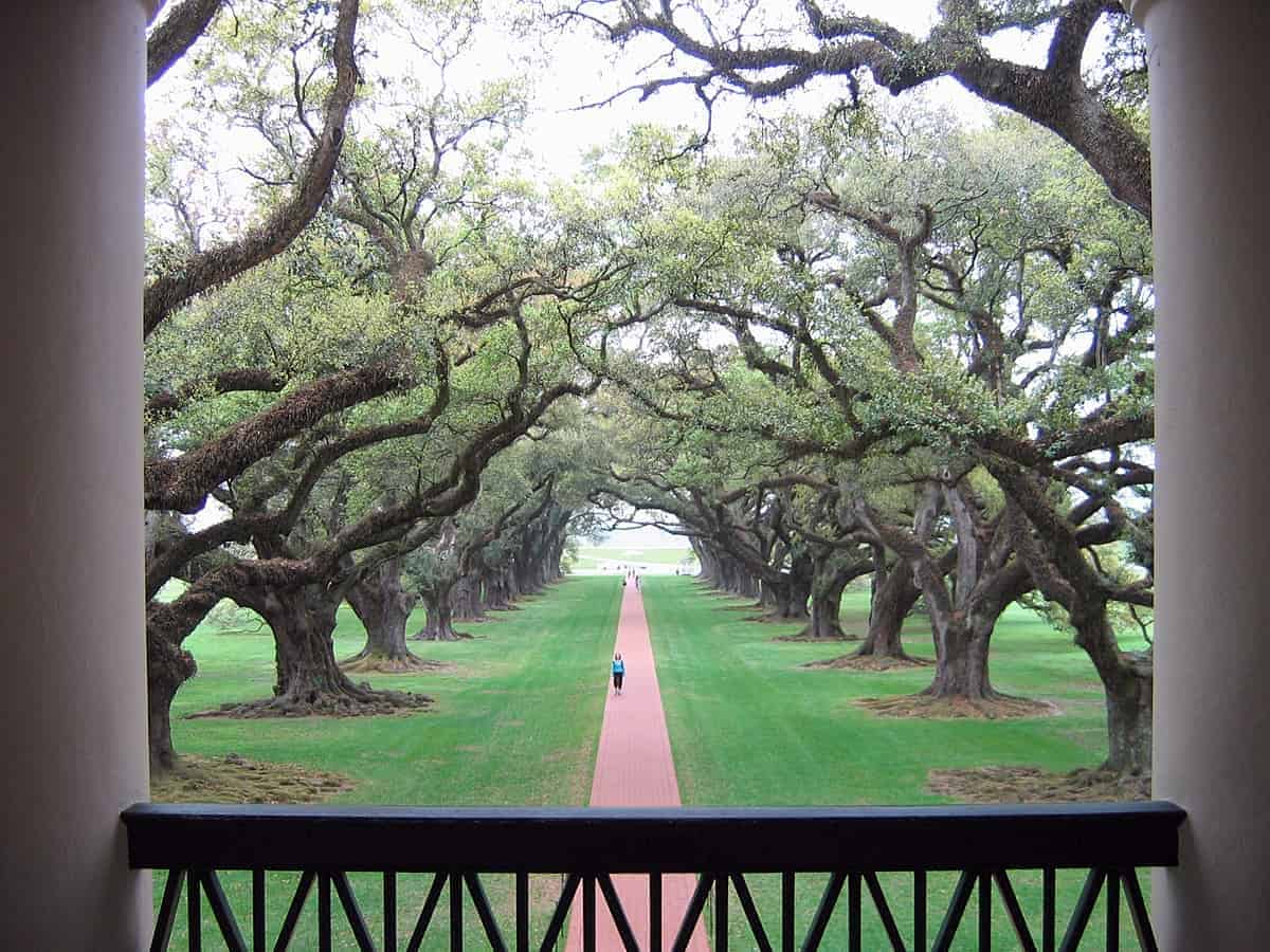 Oak-Alley-Plantation-and-Swamp-Tour-with-Transportation-from-the-French-Quarter