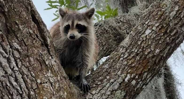 New-Orleans-Small-Airboat-Adventure