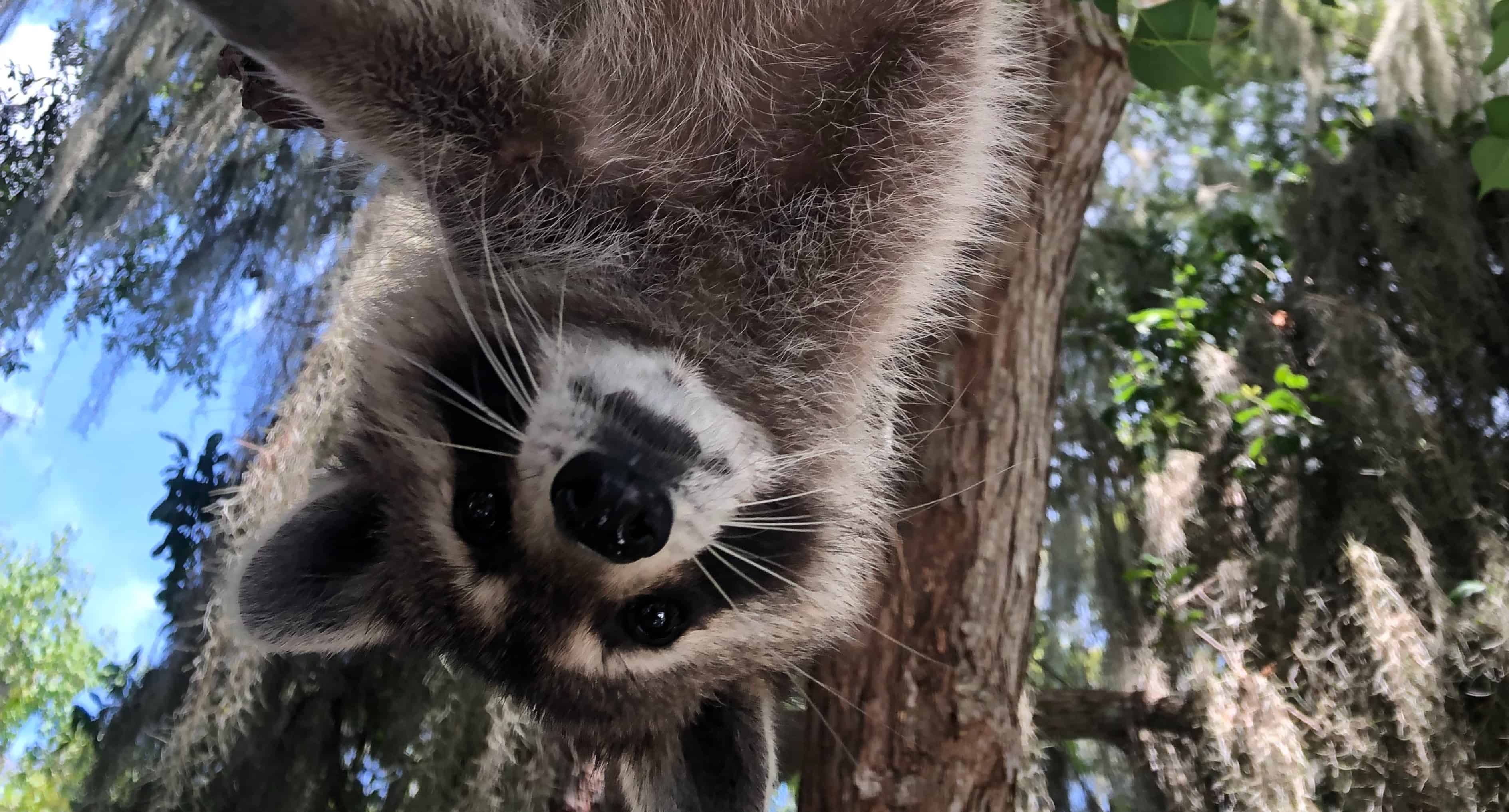New-Orleans-Small-Airboat-Adventure