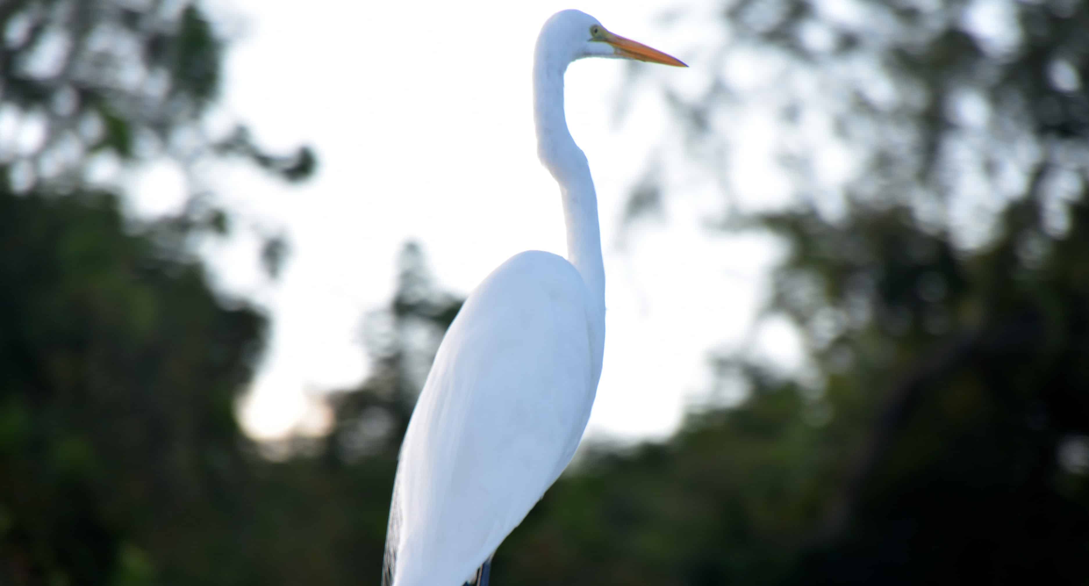 New-Orleans-Small-Airboat-Adventure