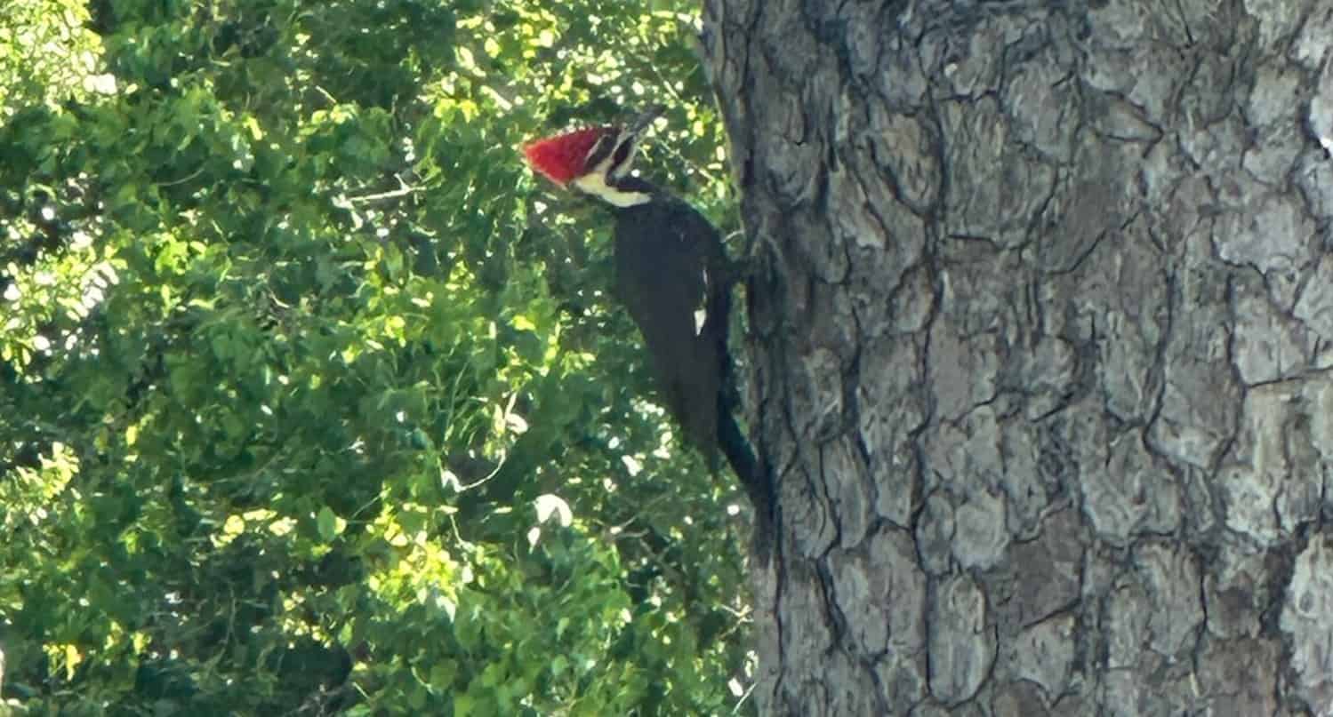New-Orleans-Small-Airboat-Adventure
