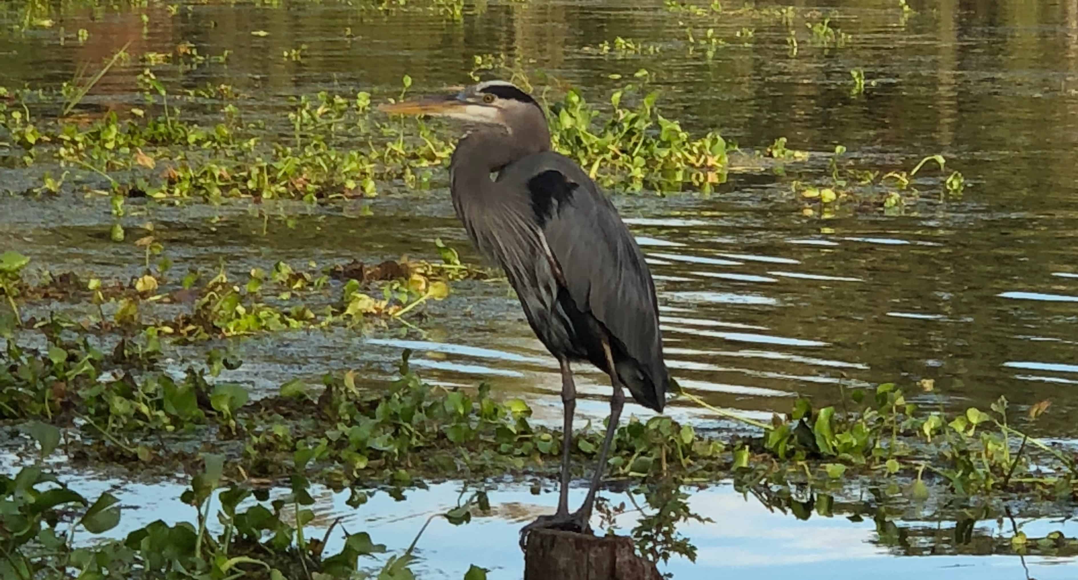 New-Orleans-Small-Airboat-Adventure