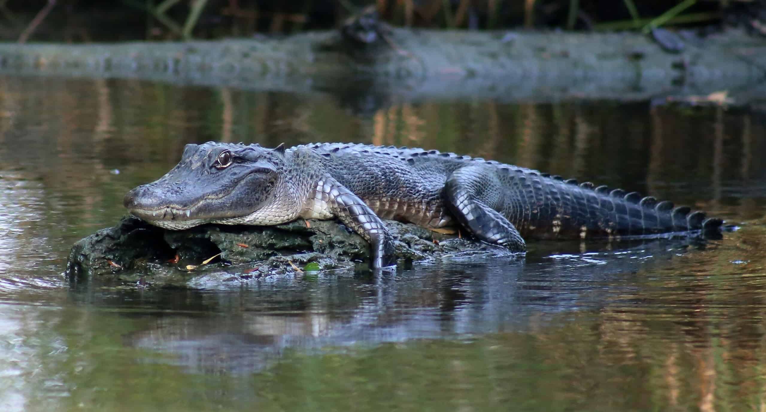 New-Orleans-Small-Airboat-Adventure