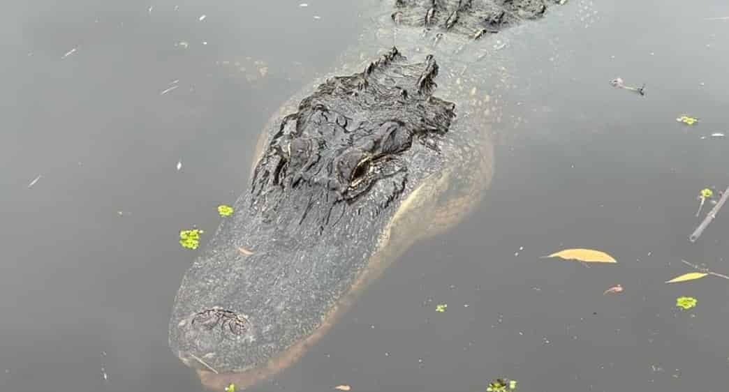 New-Orleans-Small-Airboat-Adventure