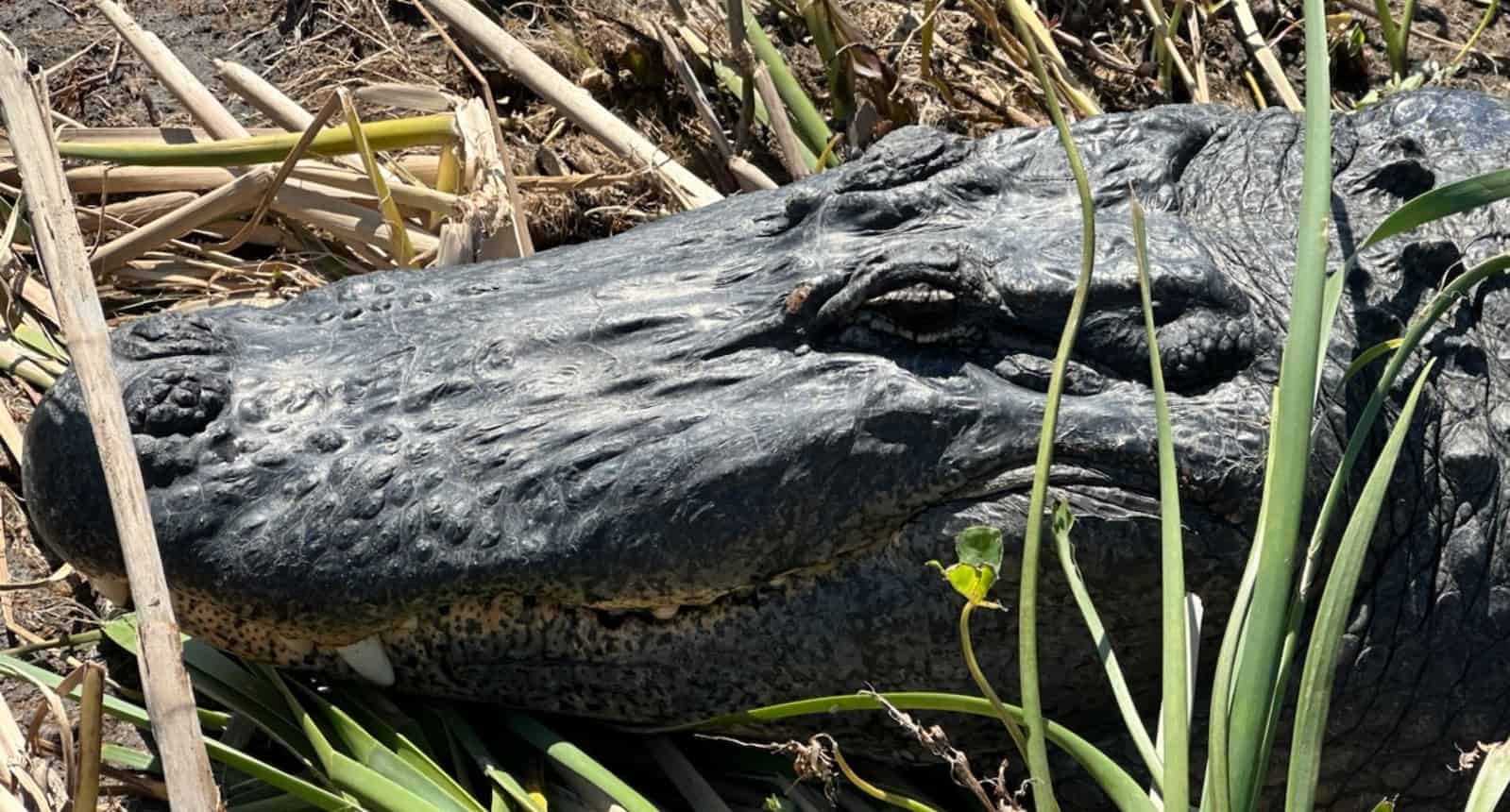 New-Orleans-Small-Airboat-Adventure