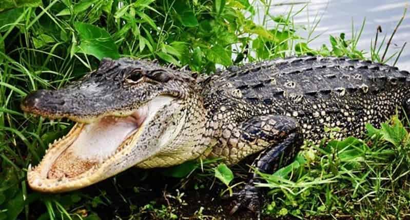 New-Orleans-Small-Airboat-Adventure