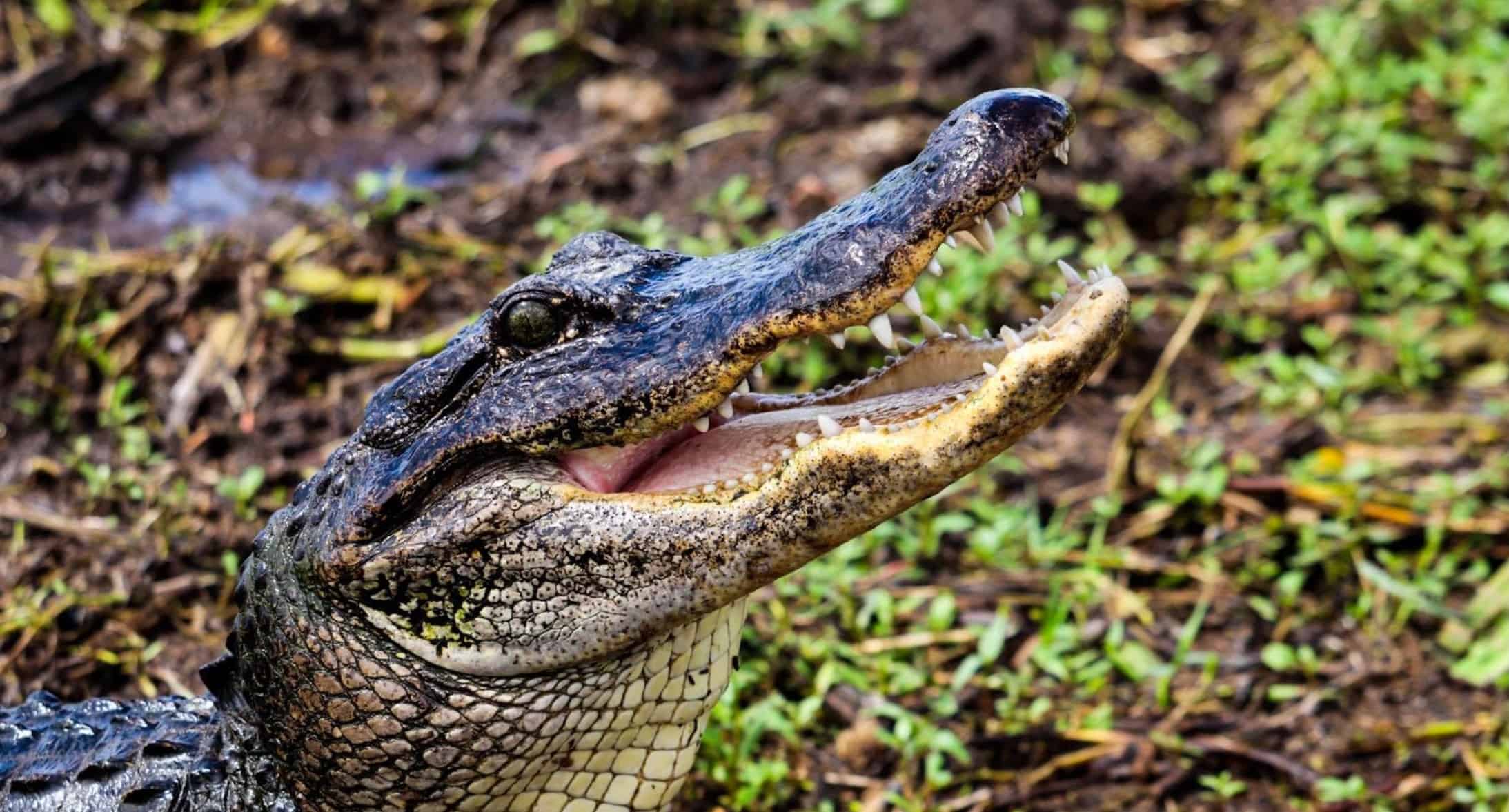 New-Orleans-Small-Airboat-Adventure