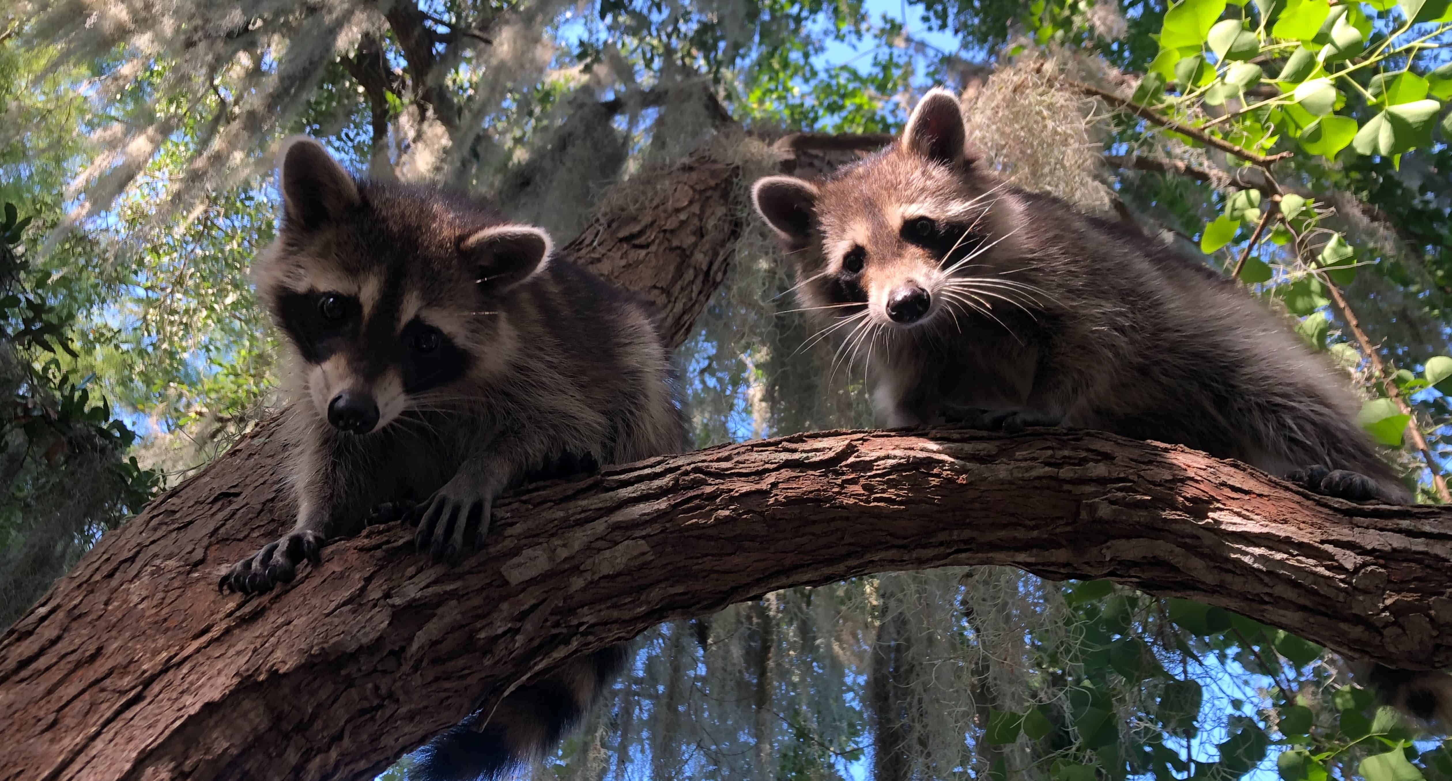New-Orleans-Small-Airboat-Adventure