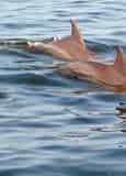 Pensacola Beach Dolphin Cruise