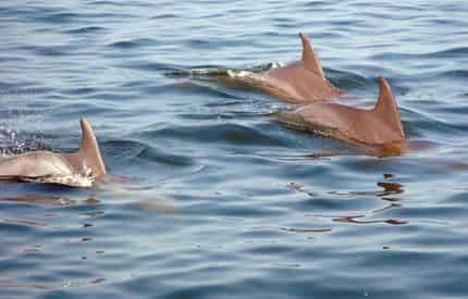 Pensacola Beach Dolphin Cruise