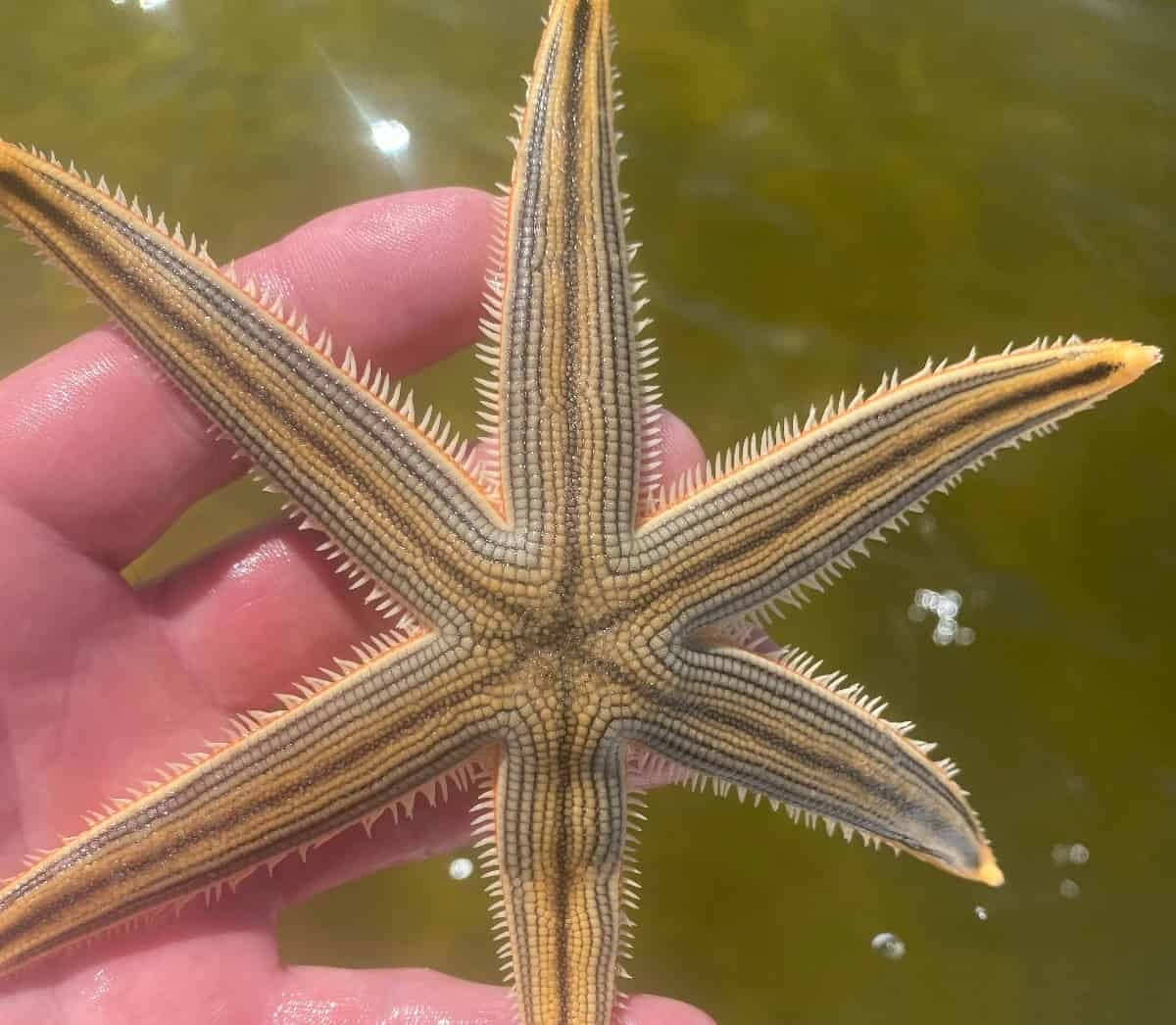 Private-Shell-Island-Snorkeling-Excursion