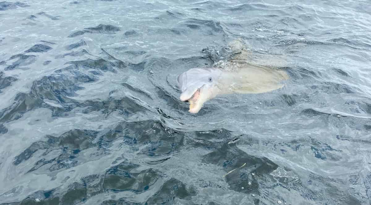 Private-Shell-Island-Snorkeling-Excursion