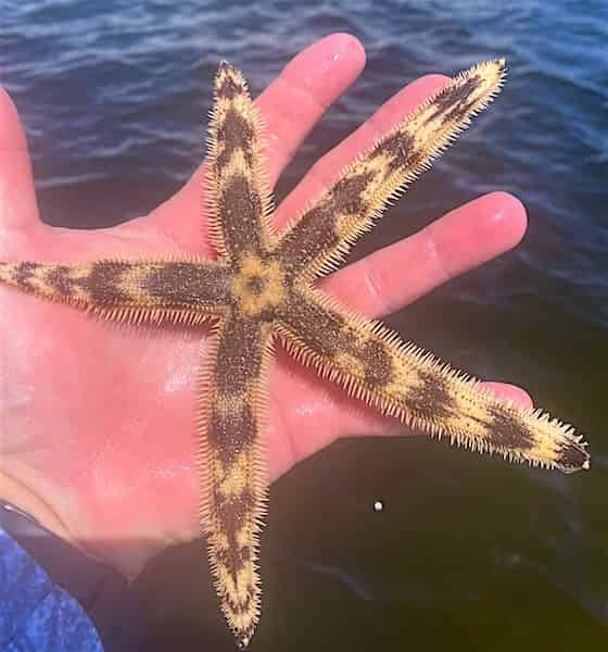 Private-Shell-Island-Snorkeling-Excursion