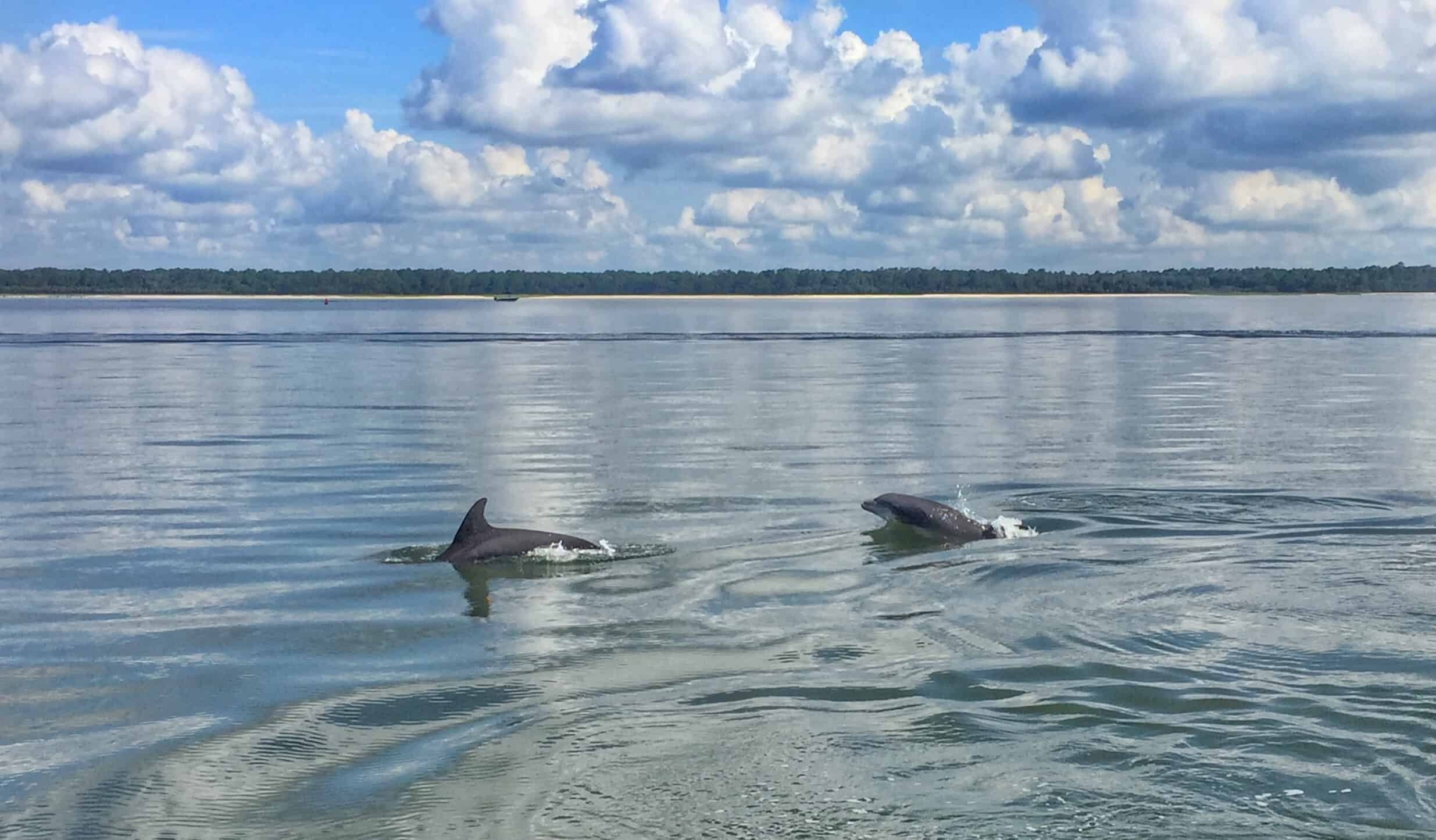 Hilton-Head-Island-Dolphin-Tour