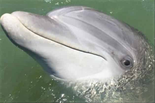 Hilton-Head-Island-Dolphin-Tour