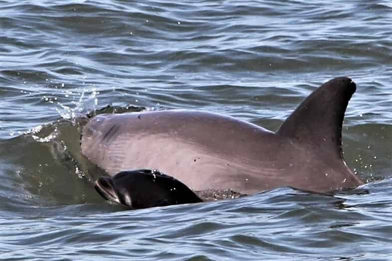 Hilton-Head-Island-Dolphin-Tour