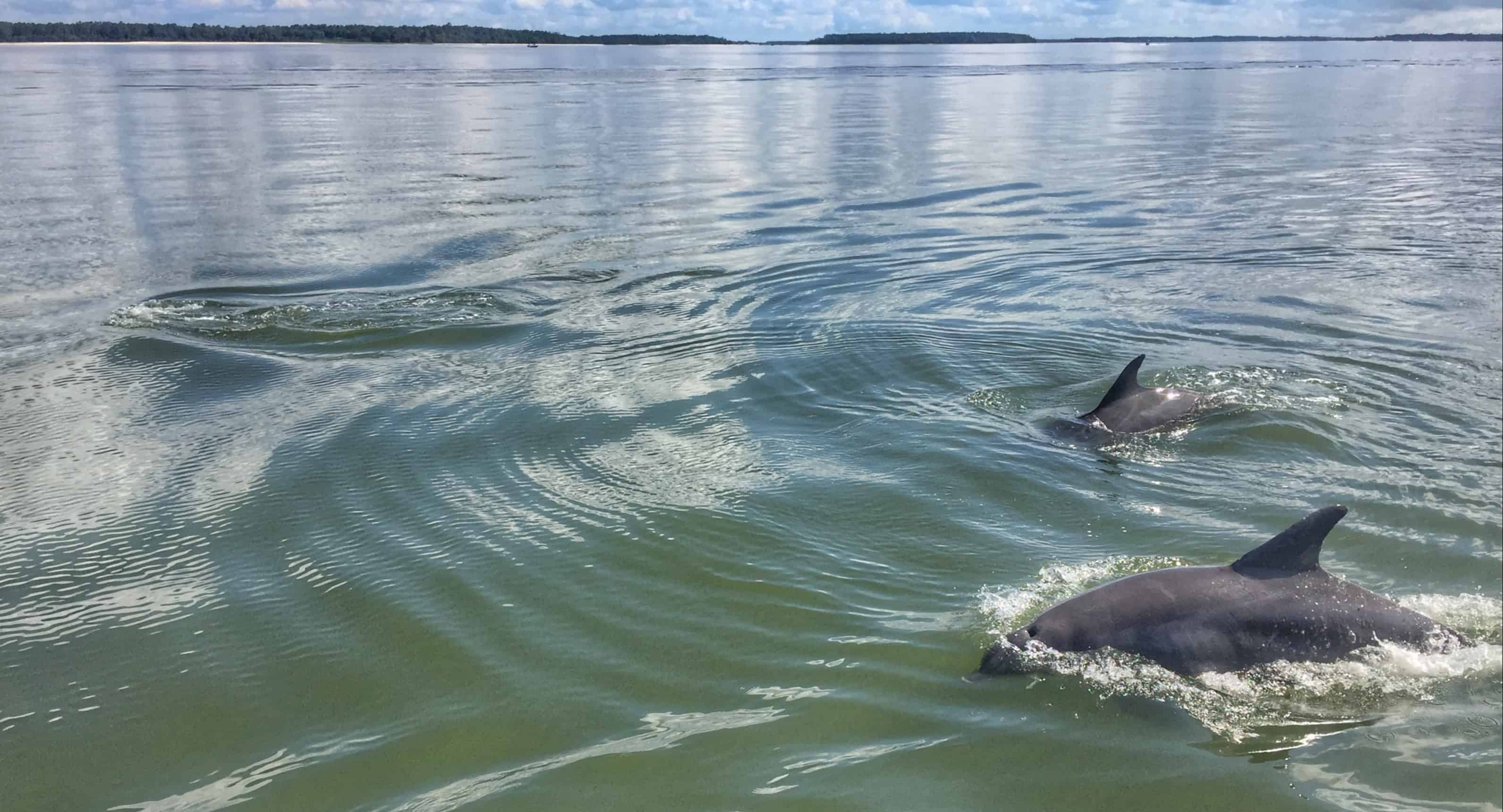 Hilton-Head-Island-Dolphin-Tour