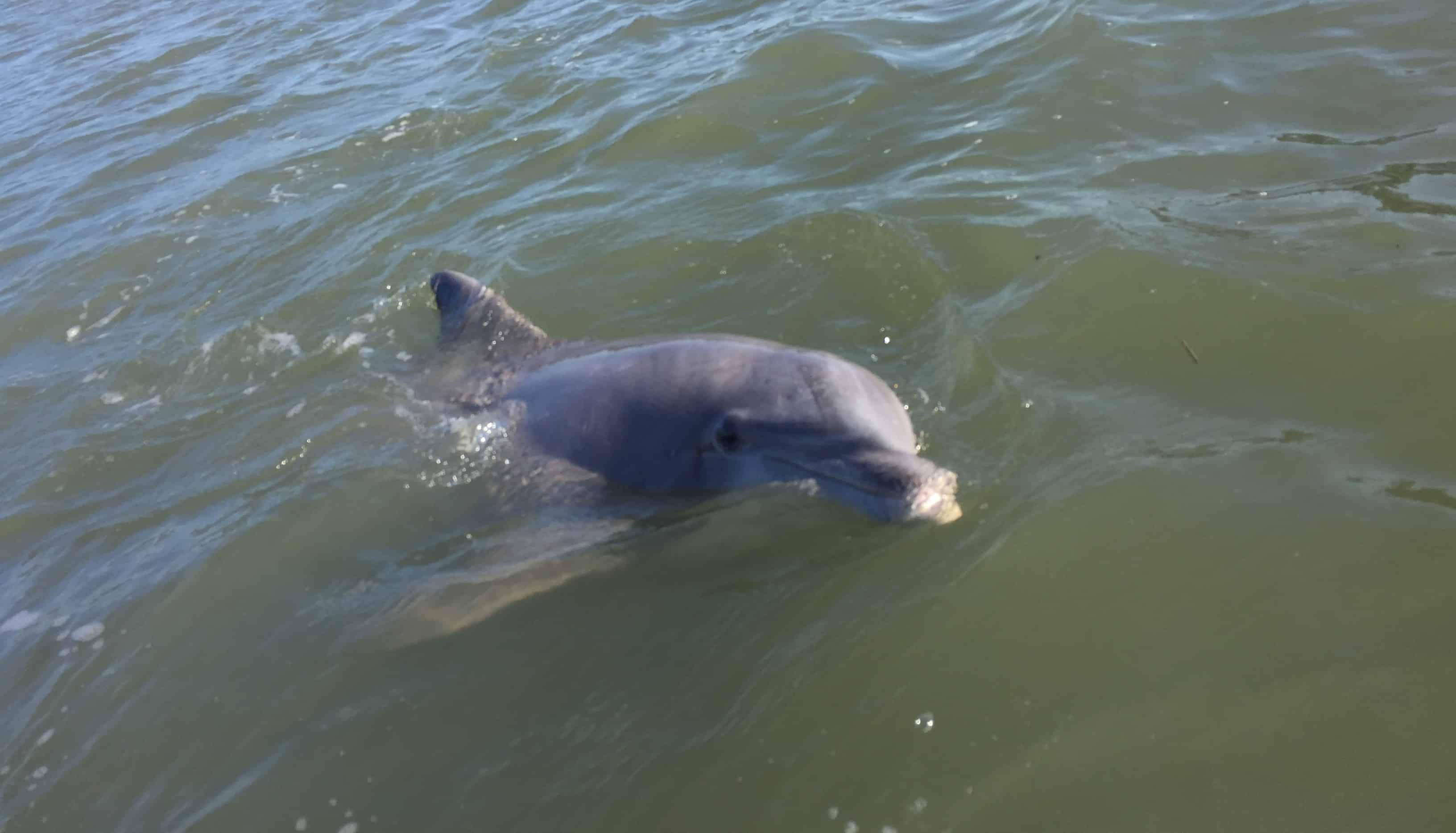 90 Minute Hilton Head Dolphin Tour