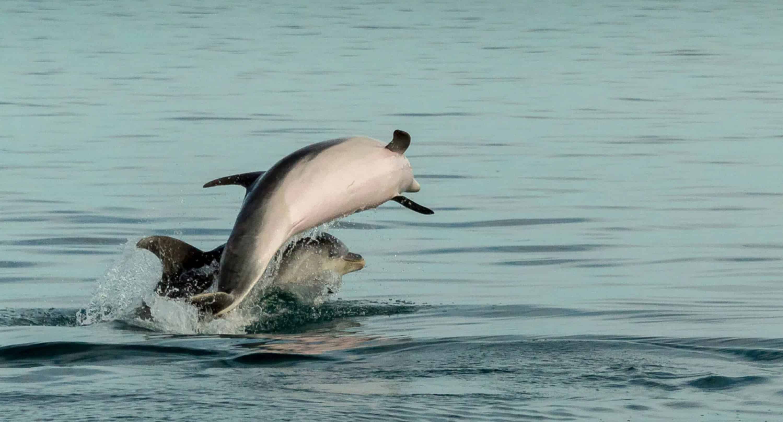 Hilton-Head-Island-Dolphin-Tour