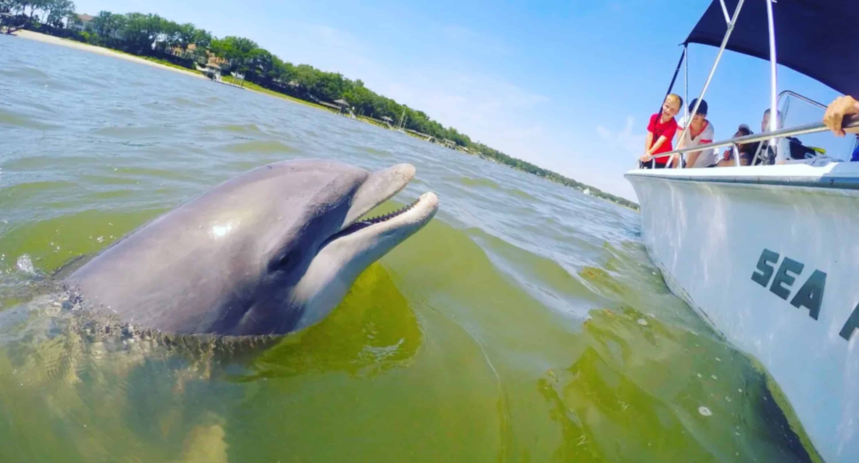 Hilton-Head-Island-Dolphin-Tour