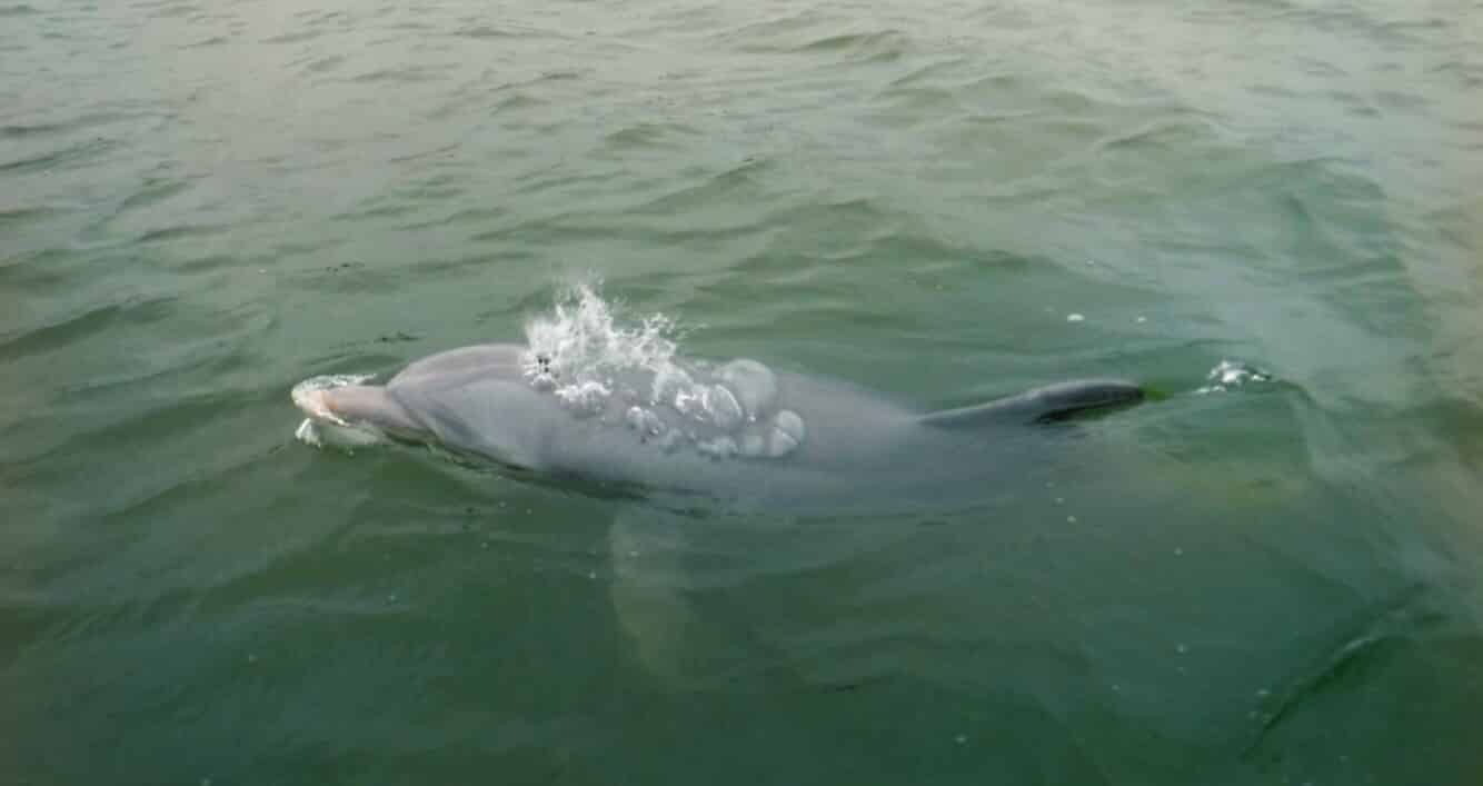 Hilton-Head-Island-Dolphin-Tour