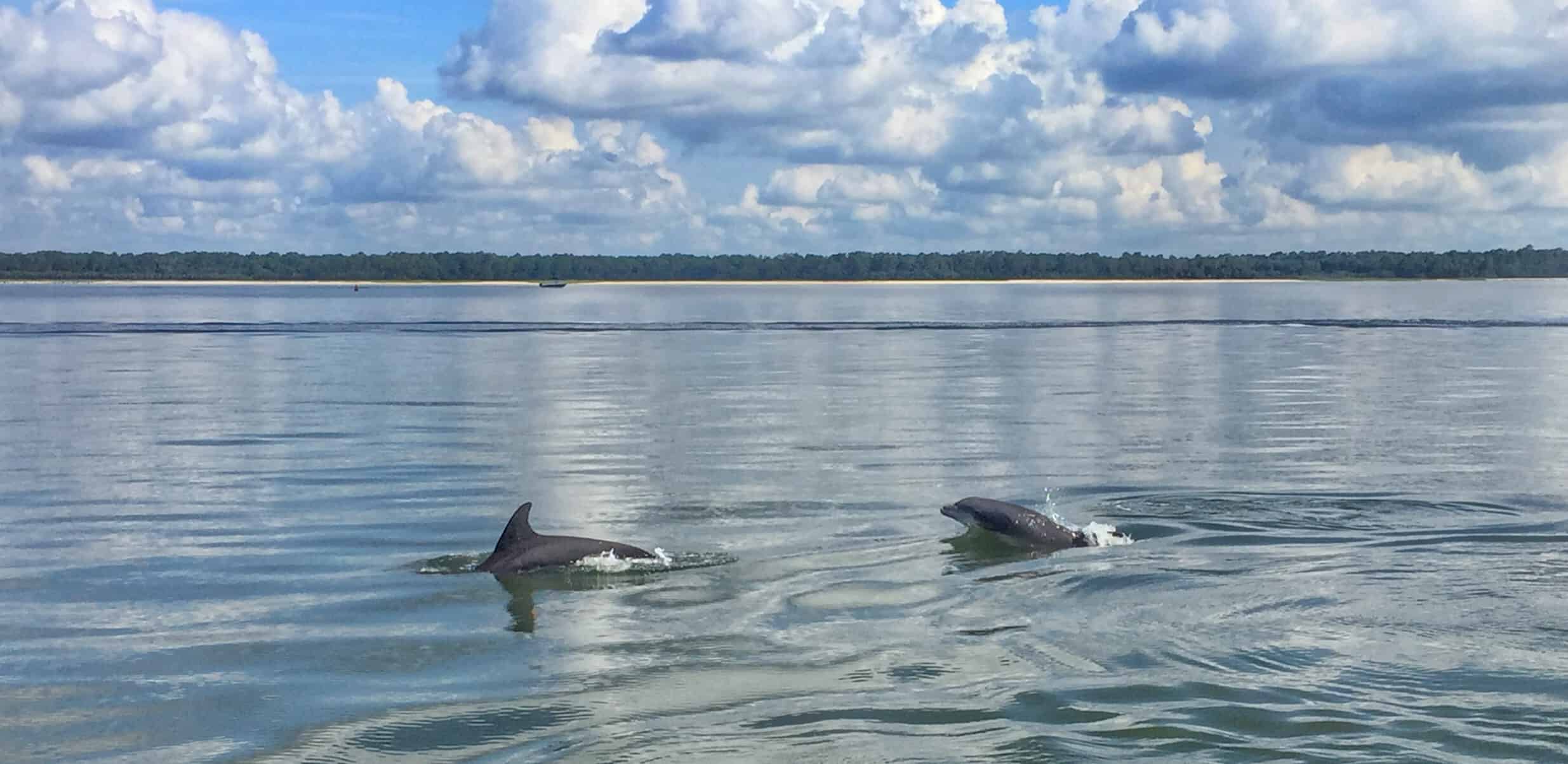 Guided-Mini-Boat-Dolphin-Tour