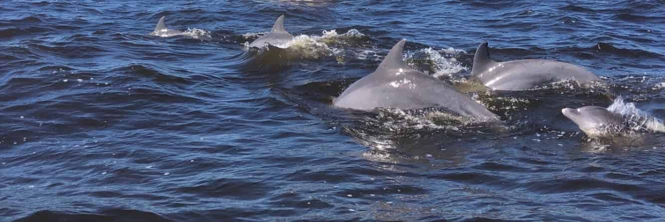 Island-Excursion-and-Dolphin-Watch