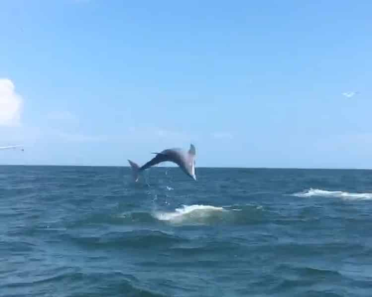 Island-Excursion-and-Dolphin-Watch