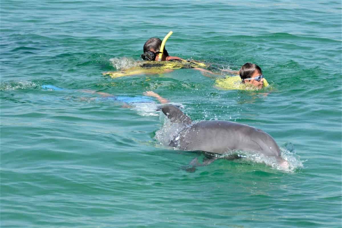Private-4-Hour-Shell-Island-Dolphin-Swim-Experience