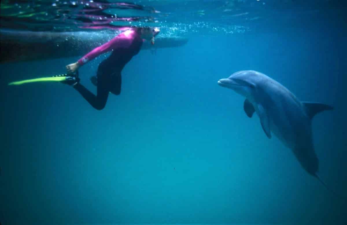 Private-4-Hour-Shell-Island-Dolphin-Swim-Experience
