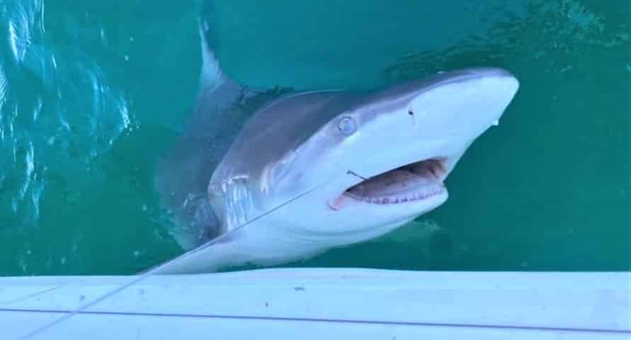 Destin-Fishing-Charter-on-the-Reel-Crazy