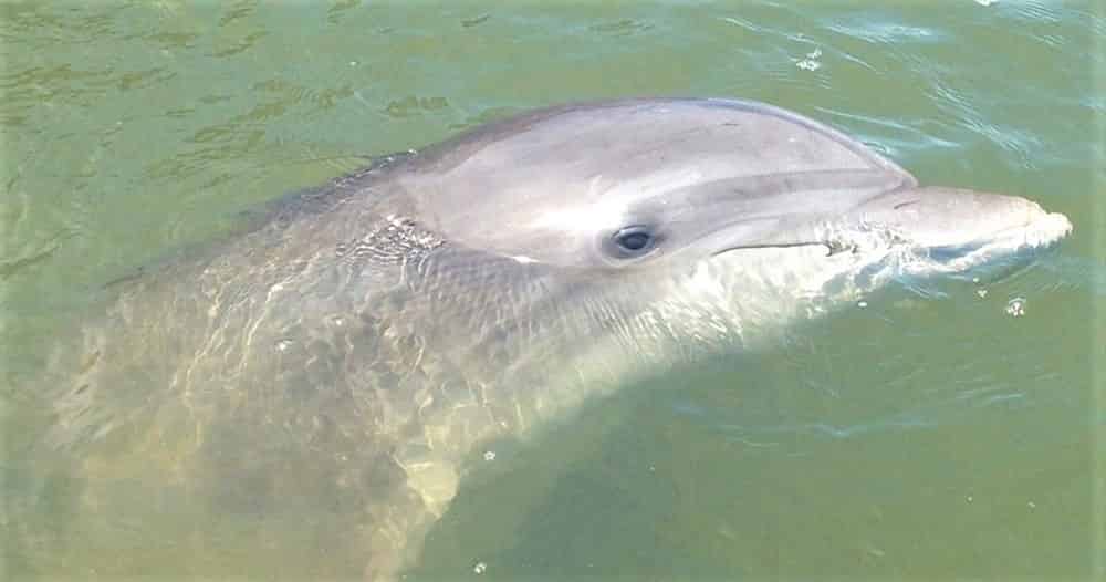 Hilton-Head-Island-Dolphin-Experience-Boat-Tour